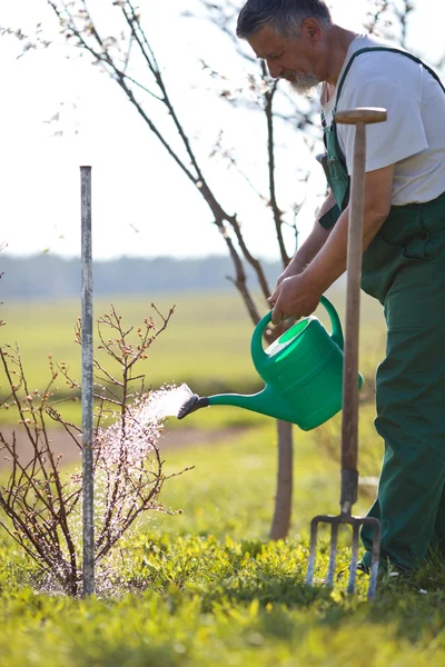 Watering orchard/garden - portrait of a senior man gardening in — Stock Photo, Image
