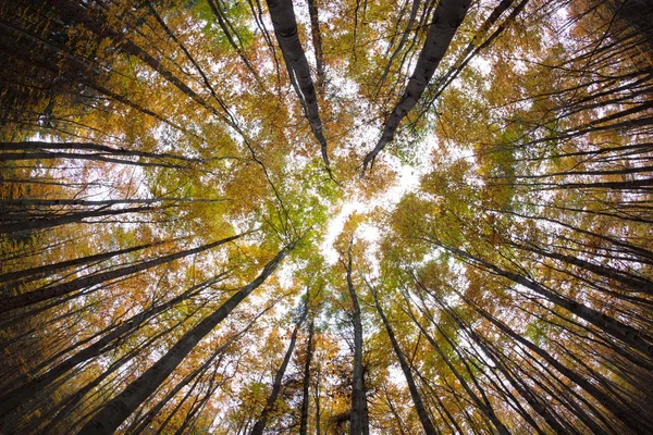 Cime des arbres de la forêt d'automne — Photo