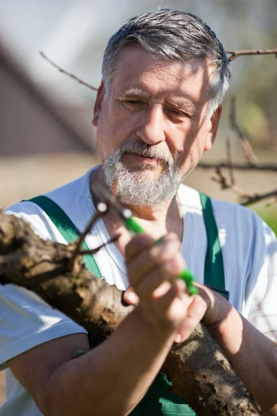Porträtt av en äldre man trädgårdsskötsel i hans trädgård - ta hand o — Stockfoto