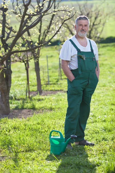 Portret van een senior man in zijn tuin tuinieren (kleur afgezwakt im — Stockfoto
