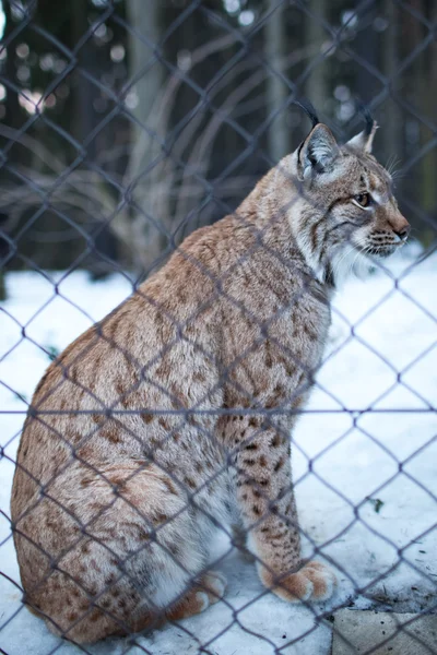 Nahaufnahme eines in Gefangenschaft befindlichen eurasischen Luchses (lynx lynx) auf einem sn — Stockfoto