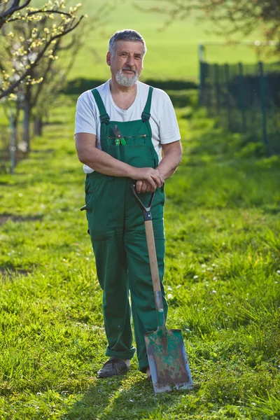 Retrato de un hombre mayor jardinería en su jardín —  Fotos de Stock