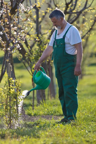Potret seorang pria senior berkebun di kebunnya — Stok Foto