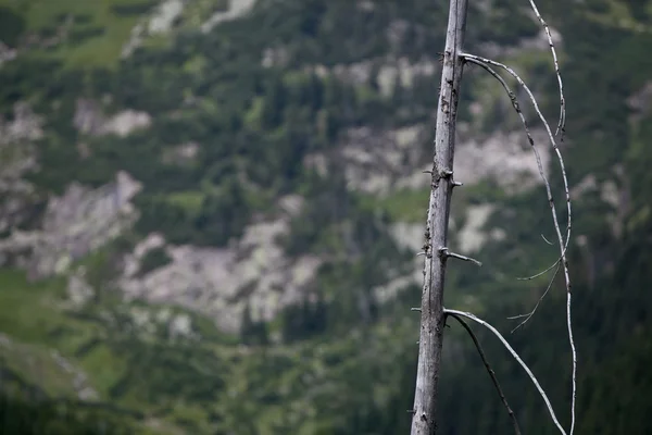 Martwych drzew w lesie alpejski — Zdjęcie stockowe