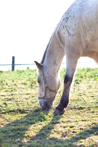 Belo cavalo branco pastando na grama em um dia ensolarado (tonelada de cor — Fotografia de Stock