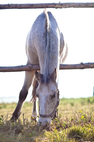 Hermoso caballo blanco pastando en la hierba en un día soleado (ton color —  Fotos de Stock