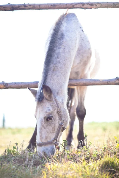 Belo cavalo branco pastando na grama em um dia ensolarado (tonelada de cor — Fotografia de Stock