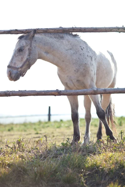 晴れた日に草の上放牧美しい白い馬 (トンの色 — ストック写真