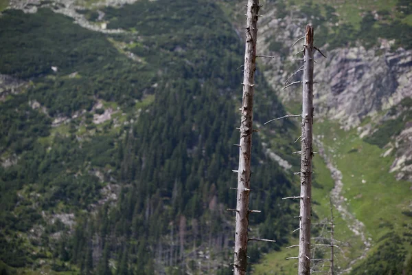 Мертвий тріска в альпійському лісі — стокове фото