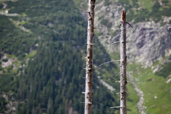 Mrtvé stromy v alpském lese — Stock fotografie