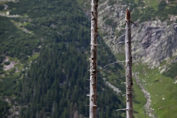 Halott tress alpesi erdőben — Stock Fotó