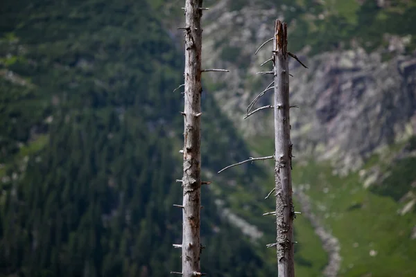 Tote Tress in einem alpinen Wald — Stockfoto