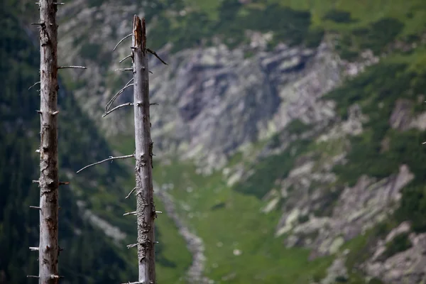 Мертвий тріска в альпійському лісі — стокове фото