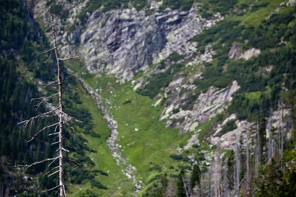 Mrtvé stromy v alpském lese — Stock fotografie