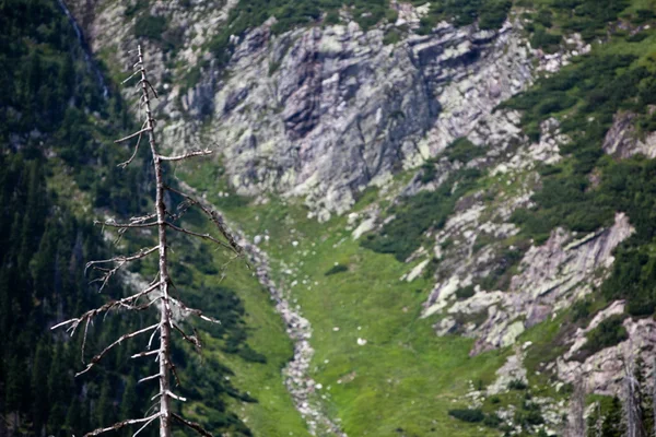 Alp ormanda ölü tress — Stok fotoğraf