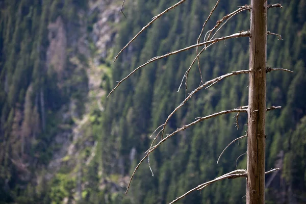 Fortaleza morta em uma floresta alpina — Fotografia de Stock