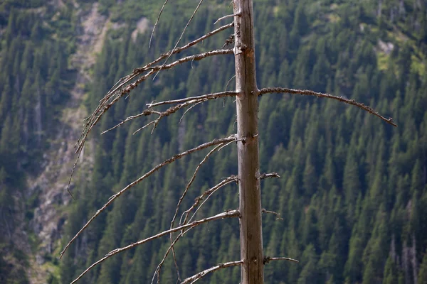 Fortaleza morta em uma floresta alpina — Fotografia de Stock