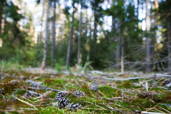 美しい森の風景 - モシ (シャルに横たわっている松ぼっくりツリー — ストック写真