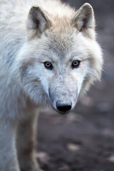 Закрыть вид на волка-самца (Canis lupus) ) Стоковое Изображение