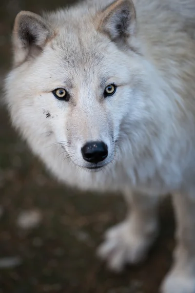Арктический волк (Canis lupus arctos) он же Полярный волк или Белый волк - Стоковое Фото