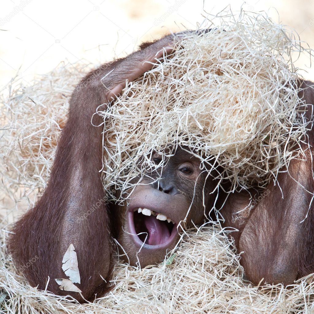 Cute orangutan hiding under hay