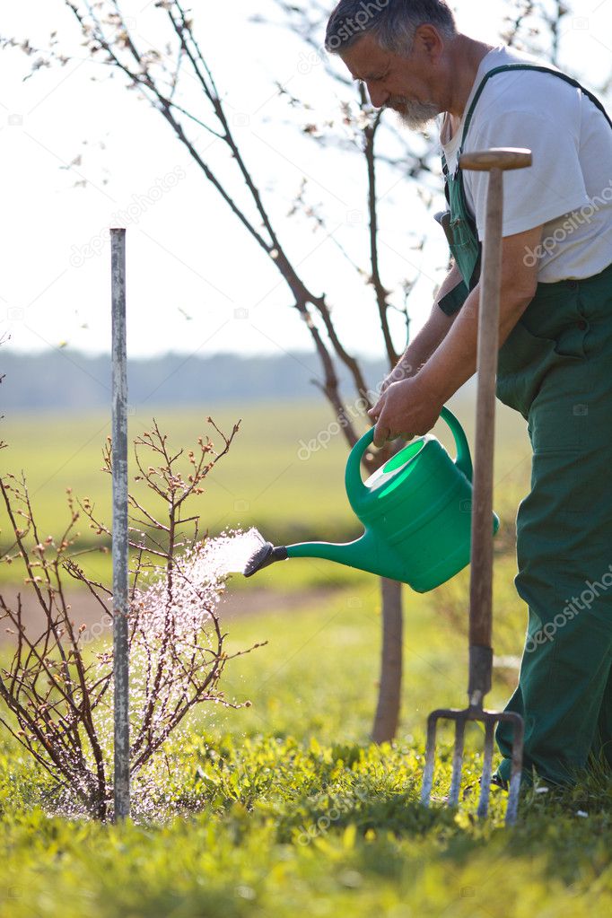 Watering orchard/garden - portrait of a senior man gardening in