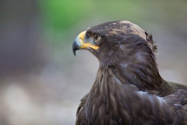 Bozkır kartalı - bu görkemli yırtıcı kuş yakın çekim portre