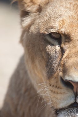 Görkemli bir dişi aslan (Panthera Leo portresi yakın çekim)