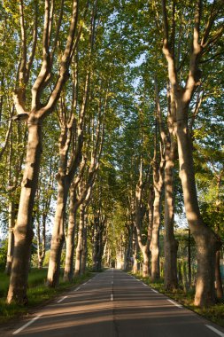 çok güzel, boş köy yolunda Provence çınar ağaçları ile kaplı