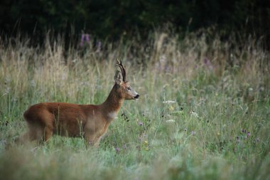 Roebuck