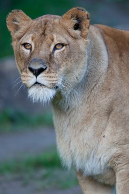 Görkemli bir dişi aslan (Panthera Leo portresi yakın çekim)