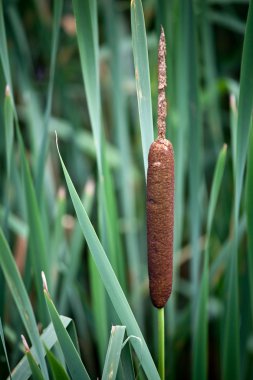 Common Cattail