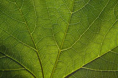 Green leaf close-up clipart