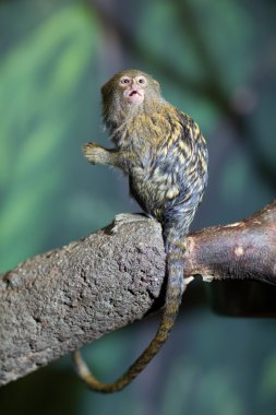 Close-up portrait of pygmy marmoset clipart