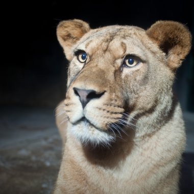 görkemli bir dişi aslan'ın yakın çekim portresi