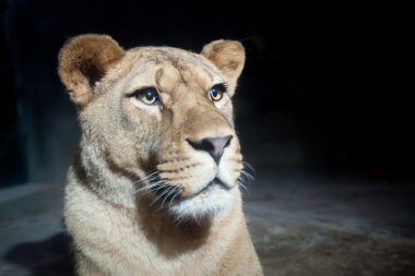 görkemli bir dişi aslan'ın yakın çekim portresi