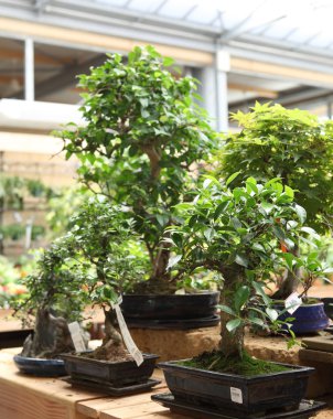 Bonsai ağaçlar