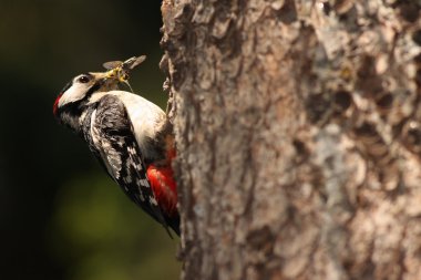 Great Spotted Woodpecker. clipart