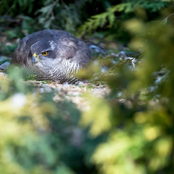Hawku, sedící na vejcích — Stock fotografie