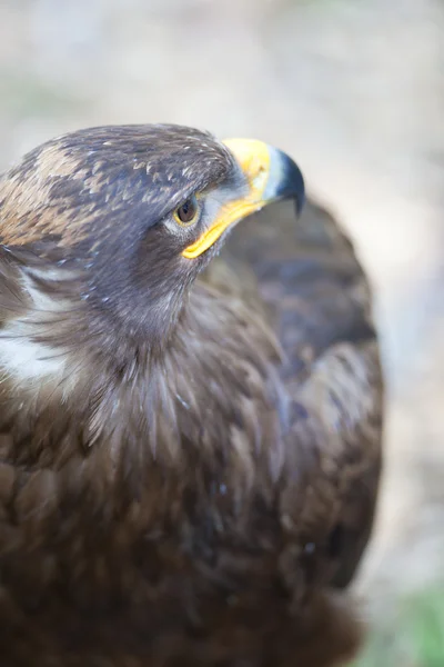 Steppe eagle - close-up portret van deze majestueuze roofvogel — Stockfoto
