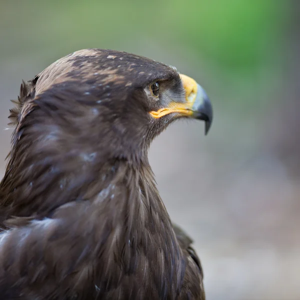 草原鹰-这雄伟的猛禽的特写肖像 — 图库照片