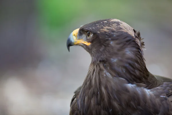 Steppe eagle - close-up portrait of this majestic bird of prey — Stock Photo, Image