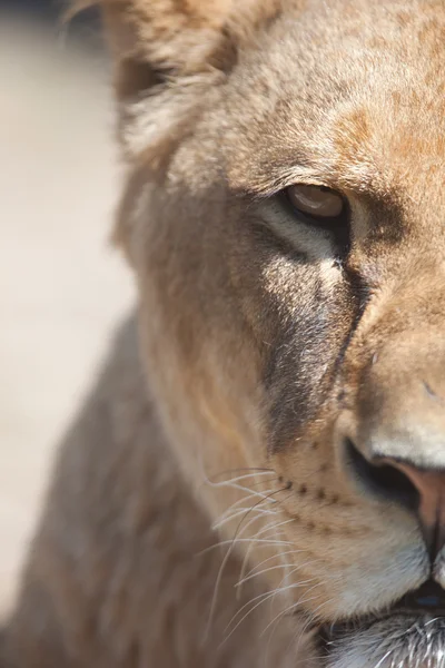 Retrato de cerca de una leona majestuosa (Panthera Leo ) — Foto de Stock