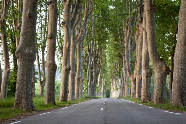 Mooie, lege landweg bekleed met sycamore bomen in de provence — Stockfoto