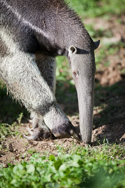 Anteater gigante (Myrmecophaga tridactyla ) — Fotografia de Stock