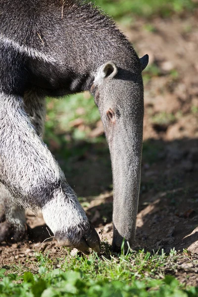 Anteater géant (Myrmecophaga tridactyla) ) — Photo