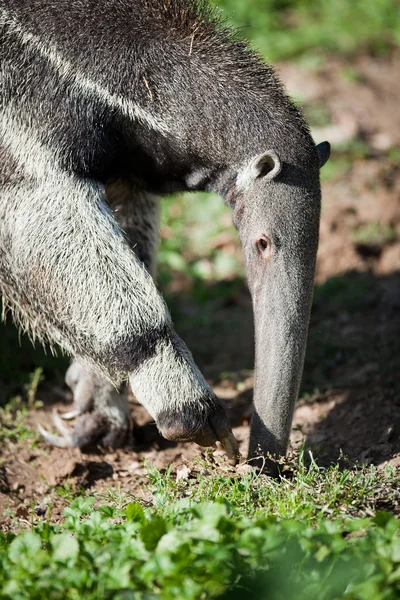 Giant Anteater (Myrmecophaga tridactyla) — Stockfoto