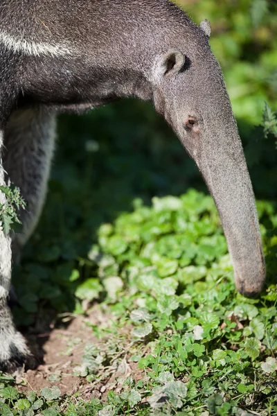 Γίγαντας Anteater (Myrmecophaga tridactyla) — Φωτογραφία Αρχείου