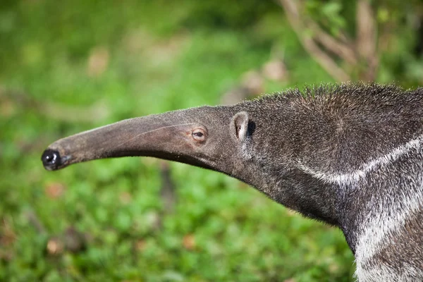 Anteater gigante (Myrmecophaga tridactyla ) —  Fotos de Stock