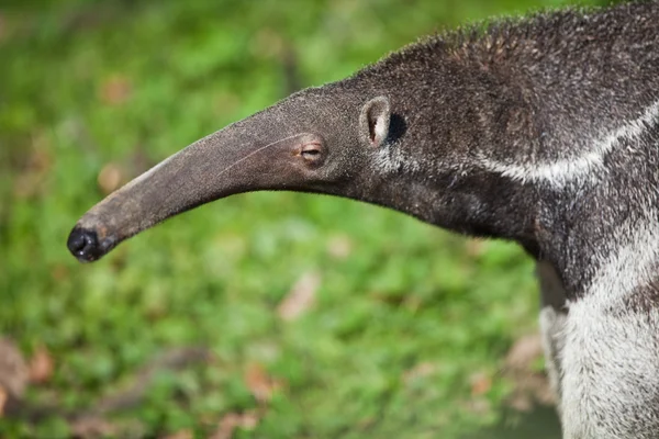 Anteater gigante (Myrmecophaga tridactyla ) — Foto de Stock